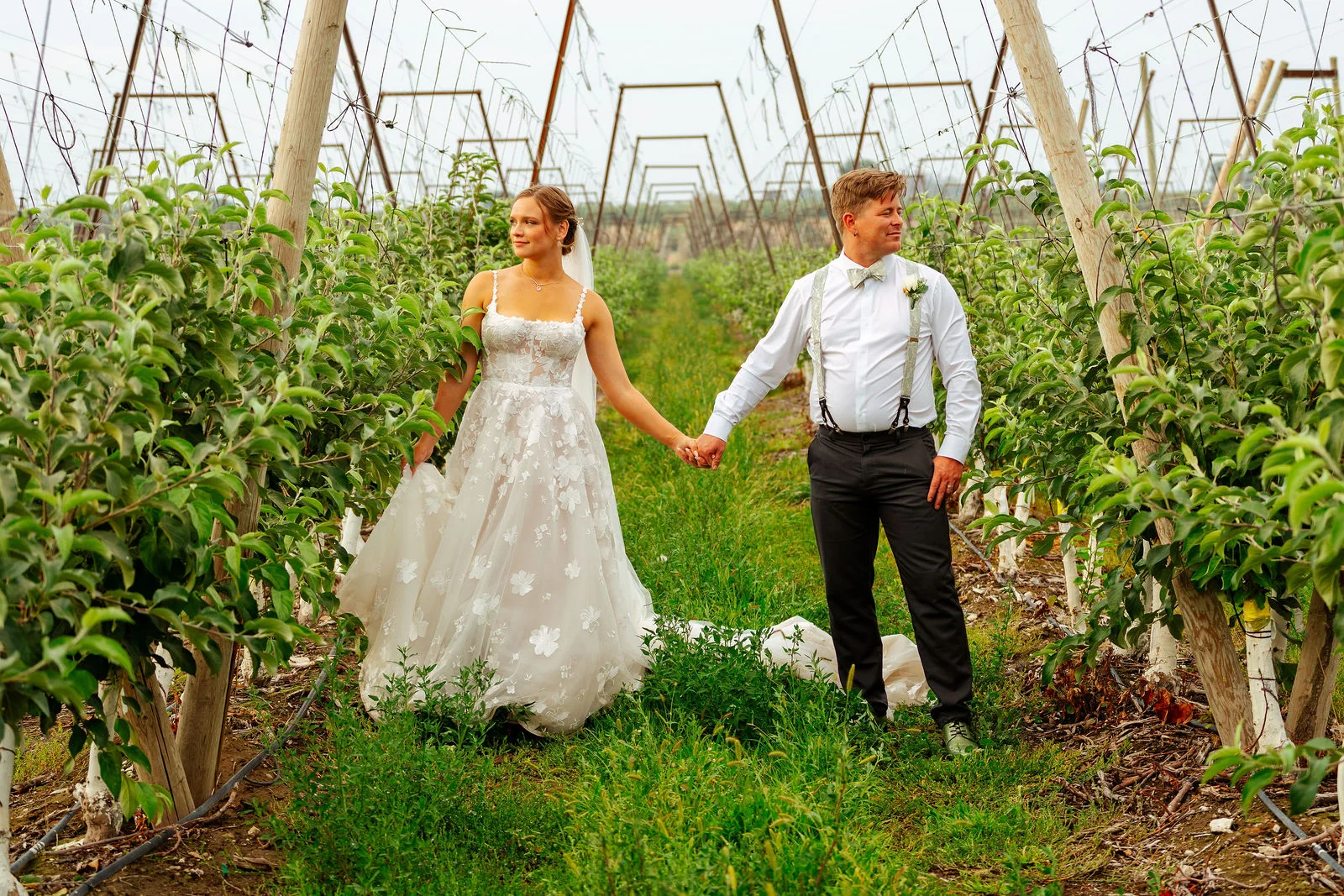 Newlyweds walking hand in hand between the orchard rows